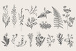 © OlgaKorneeva - Herbs and Wild Flowers. Botany. Set. Vintage flowers. Black and white illustration in the style of engravings.
