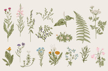 Herbs And Wild Flowers. Botany. Set. Vintage Flowers. Colorful Illustration In The Style Of Engravings.