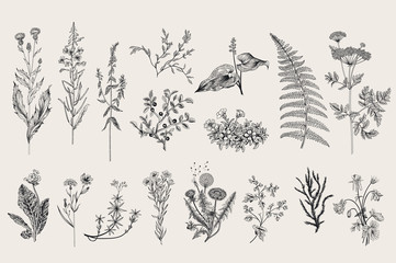 Herbs and Wild Flowers. Botany. Set. Vintage flowers. Black and white illustration in the style of engravings.