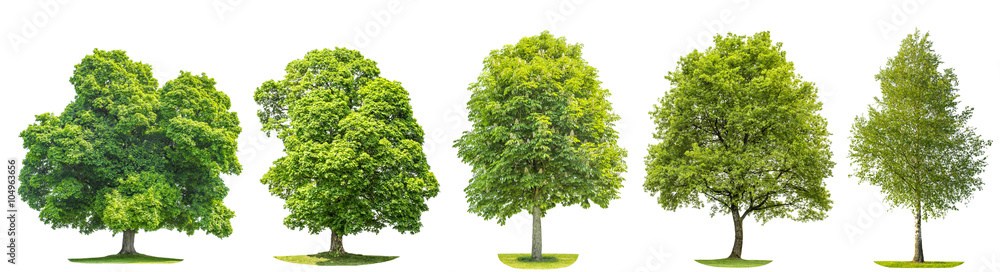 Set trees maple, oak, birch, chestnut. Isolated objects - obrazy, fototapety, plakaty 