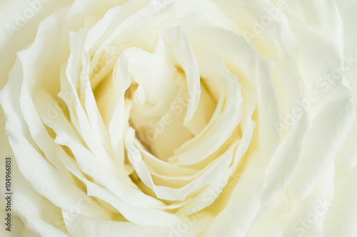 Naklejka na kafelki Close-up of white rose