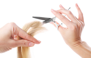 Wall Mural - Hairdresser's hands with scissors cutting blonde strand of hair, isolated on white