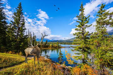 Canvas Print - Magnificent deer with branchy horns