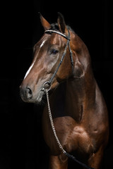 Wall Mural - Bay mare portrait on black background