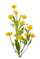 Wall Mural - isolated yellow bunch of buttercup flowers