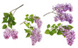 light isolated lilac inflorescences collection