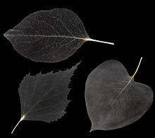 Three Grey Leaves Isolated On Black