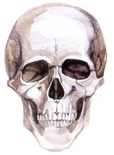 Watercolor Human Skull