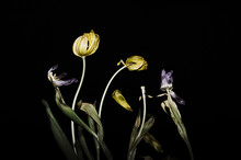Withered Tulips On A Black Background