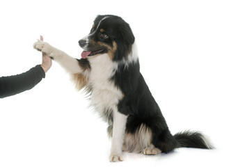 Sticker - tricolor australian shepherd