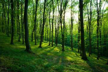 sunrise in the green forest