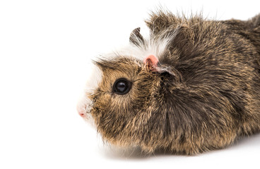 Wall Mural - guinea pig isolated