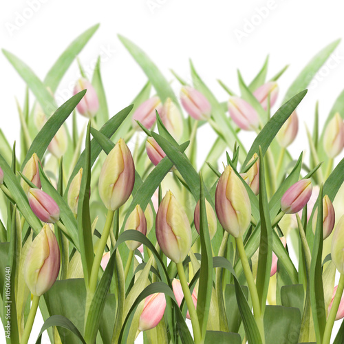 Naklejka dekoracyjna Pink tulip. Isolated 