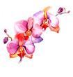 the new view of orchid watercolor hand drawn for postcard  isolated on the white background