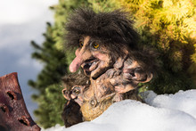Norwegian Trolls In The Snow.