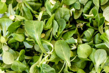 Canvas Print - corn salad