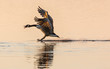Canada Goose (Branta canadensis) walking on water, squawking and with wings stretched, in the glow of the sun