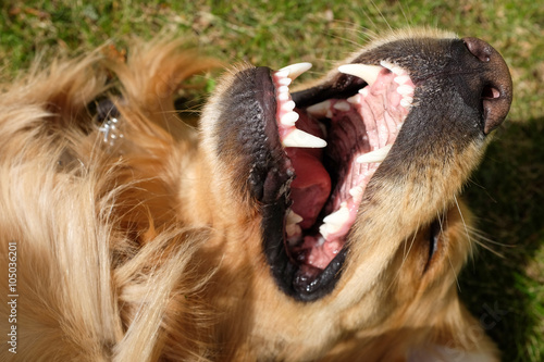 Dog Golden Retriever Lying Mouth Open And Showing Teeth Stock Photo Adobe Stock