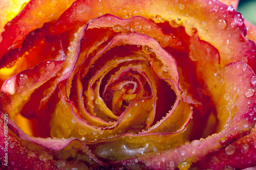 Fototapeta na wymiar single frozen flower of rose - macro