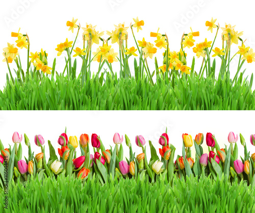 Naklejka dekoracyjna spring narcissus and grass