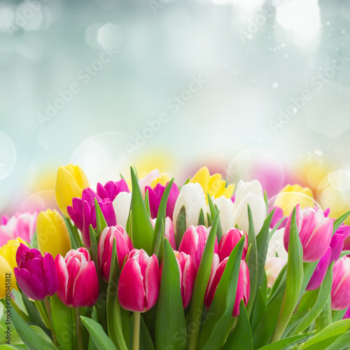 Naklejka dekoracyjna bouquet of pink, purple and white tulips