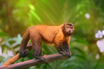 Wall Mural - Brown capuchin monkey sitting among the trees
