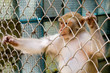 Monkey (rhesus macaque) in cage reaching out