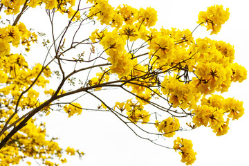 Wall Mural - ellow tabebuia flower blossom on white background