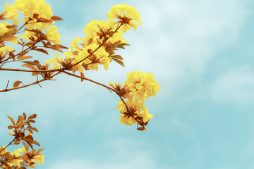 Wall Mural - yellow tabebuia flower blossom