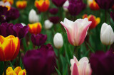 Fototapeta Tulipany - The beautiful blooming tulips in garden 