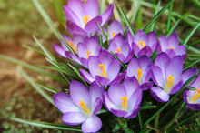 Spring Garden Background, Purple Spring Flowers, Crocuses  