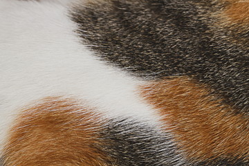 Cat fur texture for pattern and background