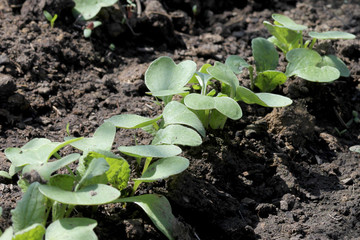 The sprout reaches for the sky. Earth Day