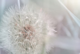 Fototapeta Dmuchawce - Dandelion close up. Spring light floral background