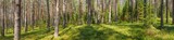Fototapeta  - Panoramic view of fir forest on a summer day