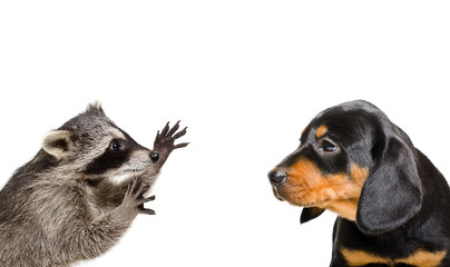 Wall Mural - portrait of playful raccoon and puppy breed slovakian hound