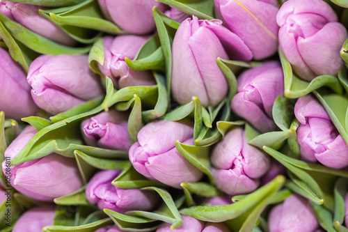 Naklejka dekoracyjna Tulips closeup