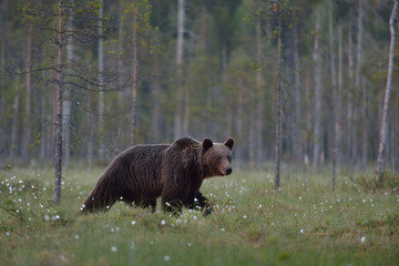 Wall Mural - brown bear walking with forest background. male brown bear. brown bear in forest.