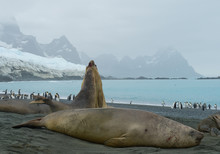 Two Young Males Of Elephant Seal Fighting On The Beach, With Island And Iceberg In Background, South Sandwich Islands, Antarctica