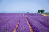 Fototapeta Lawenda -  Lavanda fields. Provence