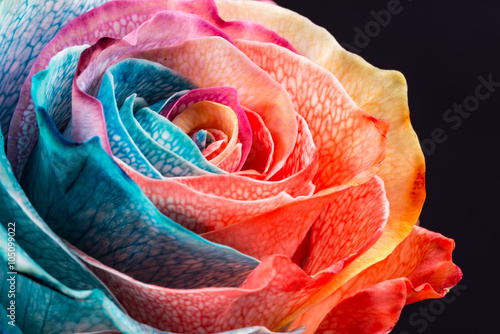 Fototapeta na wymiar Rainbow Rose, close-up, macro.