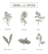 Herbs and spices set. Medicinal herbs. Organic healing herbs. Ve