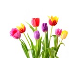 Fototapeta Tulipany - Tulip. Beautiful bouquet of tulips. Colorful tulips.