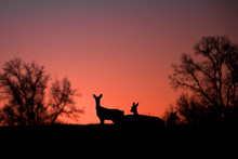 Deer Silhouetted Against Sunset