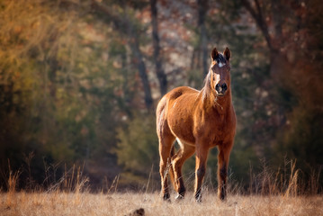 Bay Arabian mare stands in field with sun shining on her