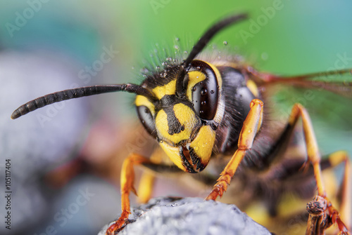 Abeille, nature, yeux, frelon, mouche, détail, insecte Tableau sur Toile