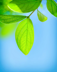 Sticker - Fresh green leaves