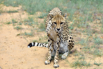 Wall Mural - africa. namibia. cheetah