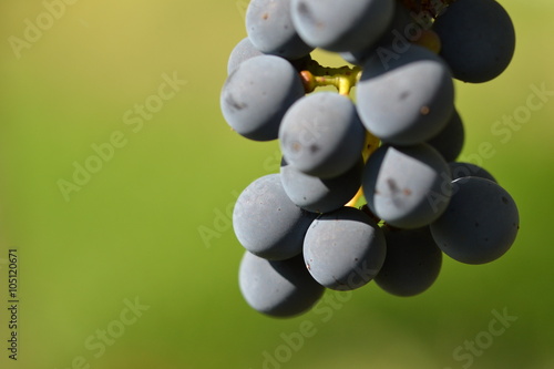 Fotografie, Obraz Cabernet Sauvignon Traube rot hintergrund grün