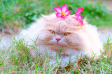 Fototapeta Koty - Cat with pink flowers 